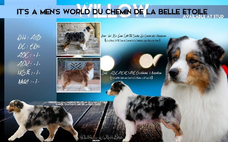 CH. It's a men's world (willow) du chemin de la belle etoile