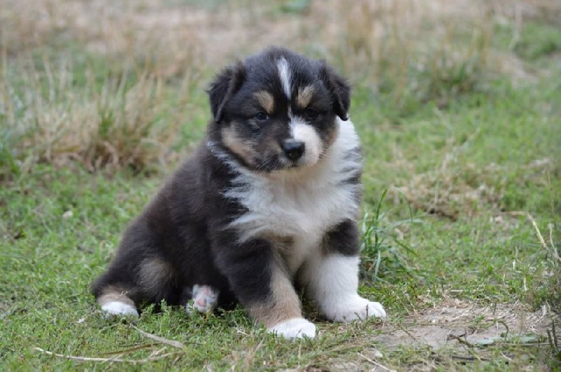 De La Belle Oasis - Berger Australien - Portée née le 05/08/2016